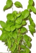 Kustovnice čínská - Lycium chinensis (1/2)