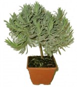 Levandule lékařská na kmínku LAVANDA OFFICINALIS (1/2)