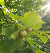 Líska obecná - corylus Avellana (2/2)
