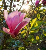 Magnolie Soulangeana růžová (2/2)