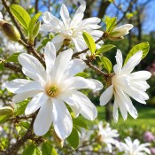 Magnolie stellata bílá  (2/2)