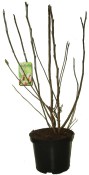 Magnolie Susan bílorůžová (1/2)