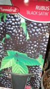 Ostružiník Black Satin (1/2)