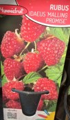 Maliník Rubus Idaeus himbere (1/2)