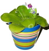 masozrava-rostlina-masozravka-tucnice-pinguicula 