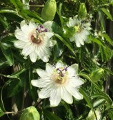 Mučenka - Passiflora Caerulea Avalanche (2/2)