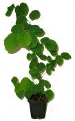 Muchovník olšolistý - Amelanchier  (1/2)