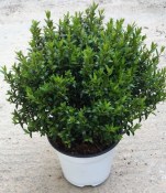 Myrtus - Myrta obecná velká košatá (1/2)