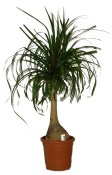 Nolina recurvata sloní noha 105 cm