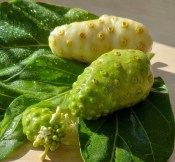 Noni - Morinda citrifolia RARITA velká rostlina (2/2)