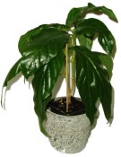 Noni - Morinda citrifolia RARITA velká rostlina (2/2)