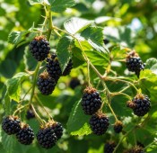 ostruzina-blackberry-rubus-thornless-evergeen (2/2)