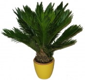 Palma - Cycas revoluta střední 