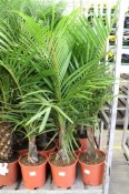 Palma Mascarena Verschaffeltii