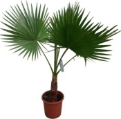 Palma Washingtonea robusta