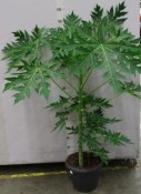 Papája - Papaya carica 210 cm POUZE OSOBNÍ ODBĚR (1/2)