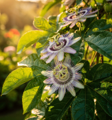 Passiflora edulis - Mučenka jedlá – marakuja (1/2)