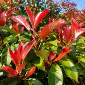 Photinia Fraseri - Red Robin 160 cm (2/2)