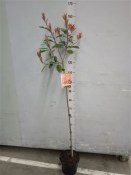 Photinia Fraseri - Red Robin 160 cm (1/2)
