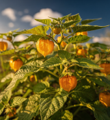 Physalis peruviana - Physalis peruánská – kapský angrešt (1/2)