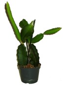 Pitahaya - Hylocereus undatus - dragonfruit velká (3/3)