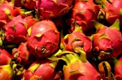 Pitahaya - Hylocereus undatus - dragonfruit velká (2/3)