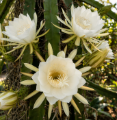 Pitaya - Hylocereus undatus – dračí ovoce