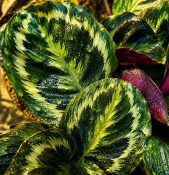 Pokojová květina Calathea medailion 10 cm (2/2)