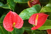Pokojová květina Anthurium karma red červená
