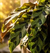 Pokojová květina Calathea lancifolia (2/2)