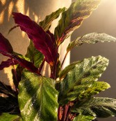 Pokojová květina  Calathea Rufibarba velká (2/2)