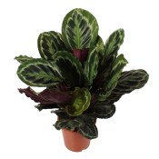 Pokojová květina Calathea medailion 10 cm