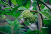 Pokojové rostliny - Annona cherimolia 130 cm (2/3)