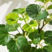 Polyscias scutellaria - Stínovka 2.jakost (2/2)