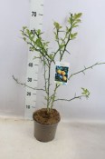 Poncirus trifoliata - Citronečník 