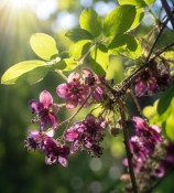 Popínavá rostlina Akebia quinata - Akébie pětičetná (2/2)