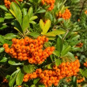 Pyracantha golden charmer - ohnivec (2/2)