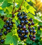 ribes-nigrum-ojebyn-rybiz-cerny (3/3)