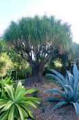 Rostlina Baobab výška 100 cm - nezasíláme - pouze na prodejně (1/2)