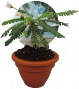 Rostlina Biophytum sensitivum - citobýl (1/2)