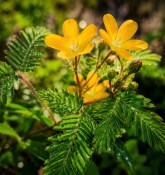 Rostlina Biophytum sensitivum - citobýl (2/2)