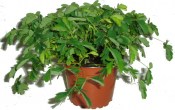 Rostlina mimosa pudica - citlivka 8 a více rostlin v květináči  (1/2)