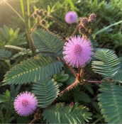 Rostlina mimosa pudica - citlivka 8 a více rostlin v květináči  (2/2)