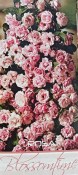 Růže keřová - Blossomtime růžová (1/2)