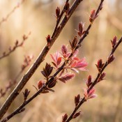 Salix gracylistila - keř 40 cm (2/2)