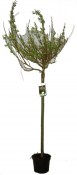Salix gracylistila - keř 40 cm (1/2)