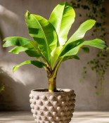 Sazenice banánovníku - Musa acuminata