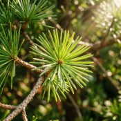 Sciadopitys verticillata - japonská deštníková borovice menší (2/2)