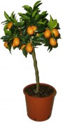 Citrus  Kumquat - 2 jakost (1/2)