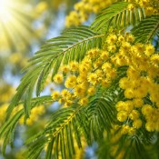 Stromek Mimosa - Acacia dealbata (paradoxa) 180 cm (2/2)